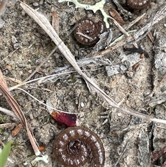 Paradoxosomatidae sp. (family) (Millipede) at Mount Fairy, NSW - 30 Sep 2024 by JaneR