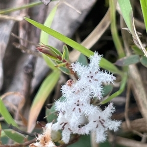 Styphelia nesophila at Mount Fairy, NSW - 30 Sep 2024