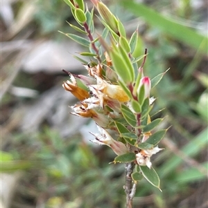 Styphelia nesophila at Mount Fairy, NSW - 30 Sep 2024