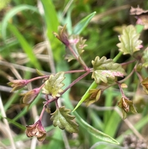 Veronica plebeia at Mount Fairy, NSW - 30 Sep 2024