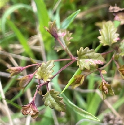 Veronica plebeia (Trailing Speedwell, Creeping Speedwell) at Mount Fairy, NSW - 30 Sep 2024 by JaneR