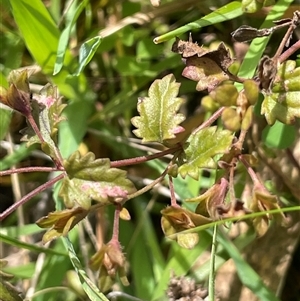 Veronica plebeia at Mount Fairy, NSW - 30 Sep 2024