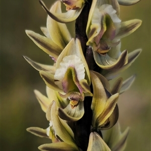 Prasophyllum elatum at Jerrawangala, NSW - suppressed