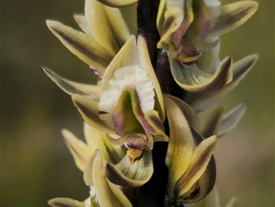 Prasophyllum elatum (Tall Leek Orchid) at Jerrawangala, NSW - 30 Sep 2024 by Csteele4