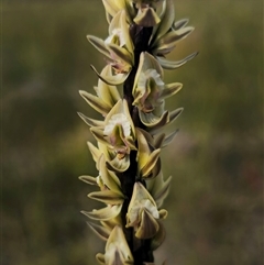 Prasophyllum elatum at Jerrawangala, NSW - suppressed