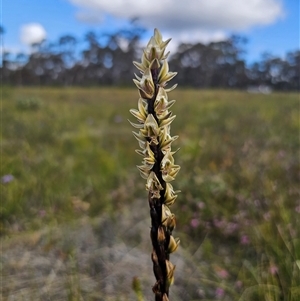 Prasophyllum elatum at Jerrawangala, NSW - suppressed