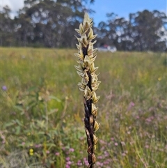 Prasophyllum elatum at Jerrawangala, NSW - suppressed