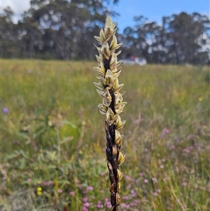 Prasophyllum elatum at Jerrawangala, NSW - suppressed