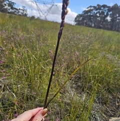 Prasophyllum elatum at Jerrawangala, NSW - suppressed