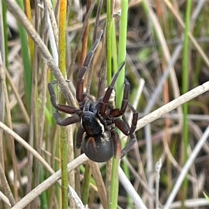 Pisauridae (family) at Mount Fairy, NSW - 30 Sep 2024 12:27 PM