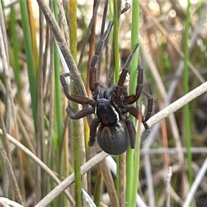 Pisauridae (family) at Mount Fairy, NSW - 30 Sep 2024 12:27 PM