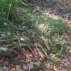 Persicaria strigosa at Manoora, QLD - 30 Sep 2024 by Jason7Stewart2016onNM