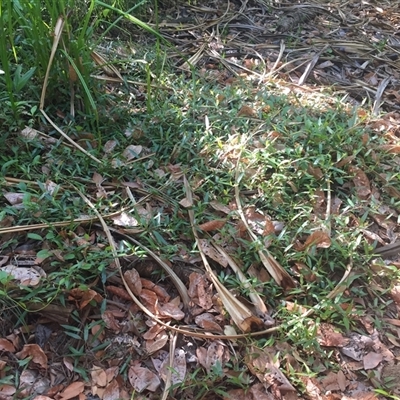 Persicaria dichotoma at Manoora, QLD - 1 Oct 2024 by JasonPStewartNMsnc2016