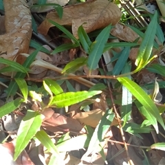 Persicaria dichotoma at Manoora, QLD - 1 Oct 2024 08:28 AM