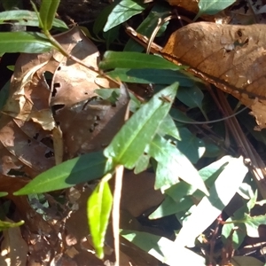 Persicaria dichotoma at Manoora, QLD - 1 Oct 2024 08:28 AM