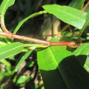 Persicaria dichotoma at Manoora, QLD - 1 Oct 2024 08:28 AM