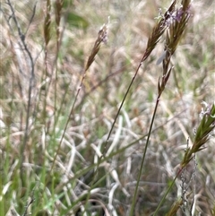 Anthoxanthum odoratum (Sweet Vernal Grass) at Mount Fairy, NSW - 30 Sep 2024 by JaneR