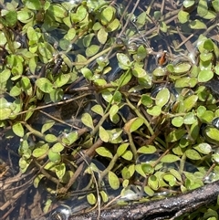 Isotoma fluviatilis subsp. australis (Swamp Isotome) at Mount Fairy, NSW - 30 Sep 2024 by JaneR