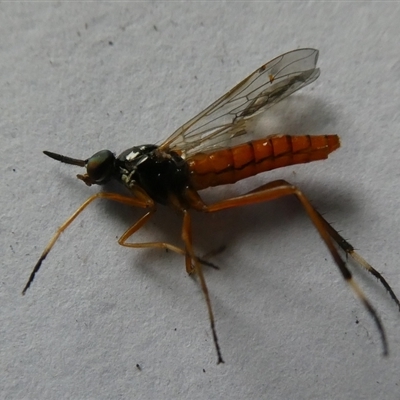 Ectinorhynchus sp. (genus) (A Stiletto Fly) at Charleys Forest, NSW - 27 Dec 2021 by arjay