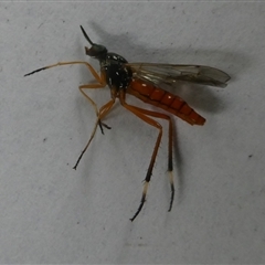 Ectinorhynchus sp. (genus) at Charleys Forest, NSW - suppressed