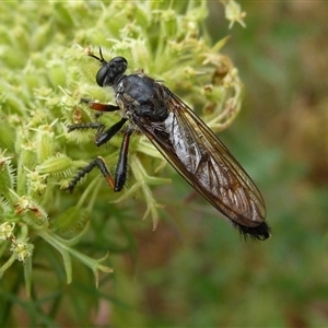 Dasypogoninae (subfamily) at Charleys Forest, NSW - suppressed