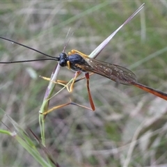 Heteropelma scaposum (Two-toned caterpillar parasite wasp) at Charleys Forest, NSW - 30 Nov 2022 by arjay