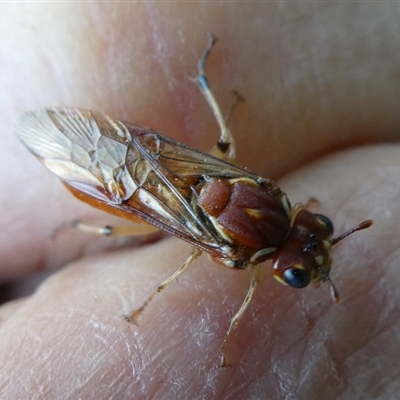 Unidentified Wasp (Hymenoptera, Apocrita) at Charleys Forest, NSW - 2 Nov 2022 by arjay