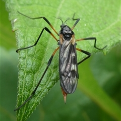 Gynoplistia sp. (genus) (Crane fly) at Charleys Forest, NSW - 28 Feb 2022 by arjay