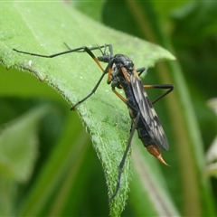 Gynoplistia sp. (genus) at Charleys Forest, NSW - suppressed