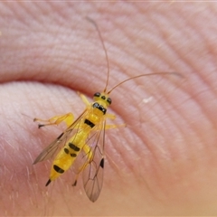 Xanthopimpla sp. (genus) (A yellow Ichneumon wasp) at Charleys Forest, NSW - 26 Jan 2022 by arjay