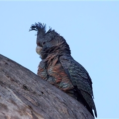 Callocephalon fimbriatum (Gang-gang Cockatoo) at Ainslie, ACT - 27 Sep 2024 by jb2602