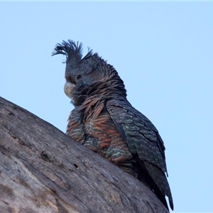 Callocephalon fimbriatum at Ainslie, ACT - 27 Sep 2024