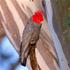 Callocephalon fimbriatum at Ainslie, ACT - suppressed