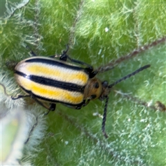 Lema (Quasilema) daturaphila (Three-lined potato beetle) at Surf Beach, NSW - 1 Oct 2024 by Hejor1