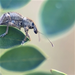 Perperus sp. (genus) (Weevil) at Surf Beach, NSW - 30 Sep 2024 by Hejor1