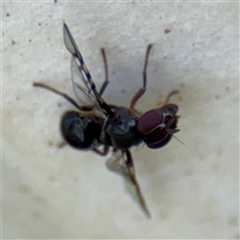 Pogonortalis doclea (Boatman fly) at Surf Beach, NSW - 1 Oct 2024 by Hejor1