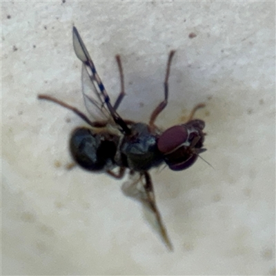 Pogonortalis doclea (Boatman fly) at Surf Beach, NSW - 1 Oct 2024 by Hejor1