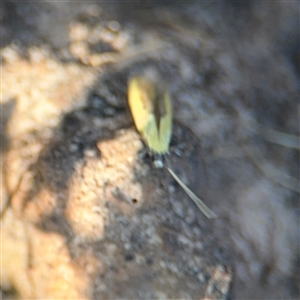 Opogona (genus) at Surf Beach, NSW - 1 Oct 2024