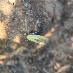 Opogona (genus) at Surf Beach, NSW - 1 Oct 2024 07:50 AM