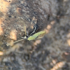 Opogona (genus) at Surf Beach, NSW - 1 Oct 2024