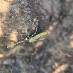 Opogona (genus) at Surf Beach, NSW - 1 Oct 2024 07:50 AM