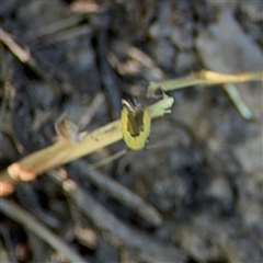 Opogona (genus) at Surf Beach, NSW - 1 Oct 2024 07:50 AM