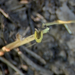 Opogona (genus) at Surf Beach, NSW - 1 Oct 2024