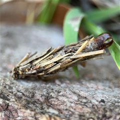 Psychidae (family) IMMATURE (Unidentified case moth or bagworm) at Surf Beach, NSW - 1 Oct 2024 by Hejor1