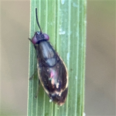 Depressa albicosta (A lauxid fly) at Surf Beach, NSW - 1 Oct 2024 by Hejor1