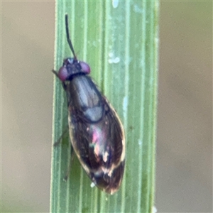 Depressa albicosta at Surf Beach, NSW - 1 Oct 2024 07:41 AM