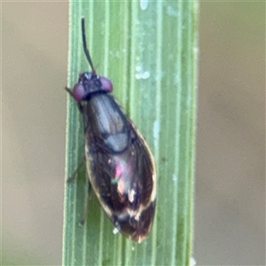 Depressa albicosta at Surf Beach, NSW - 1 Oct 2024 07:41 AM