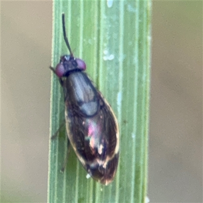 Depressa albicosta (A lauxid fly) at Surf Beach, NSW - 1 Oct 2024 by Hejor1