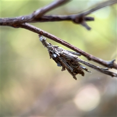 Psychidae (family) IMMATURE (Unidentified case moth or bagworm) at Surf Beach, NSW - 1 Oct 2024 by Hejor1