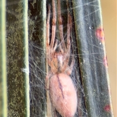 Cheiracanthium sp. (genus) (Unidentified Slender Sac Spider) at Surf Beach, NSW - 30 Sep 2024 by Hejor1